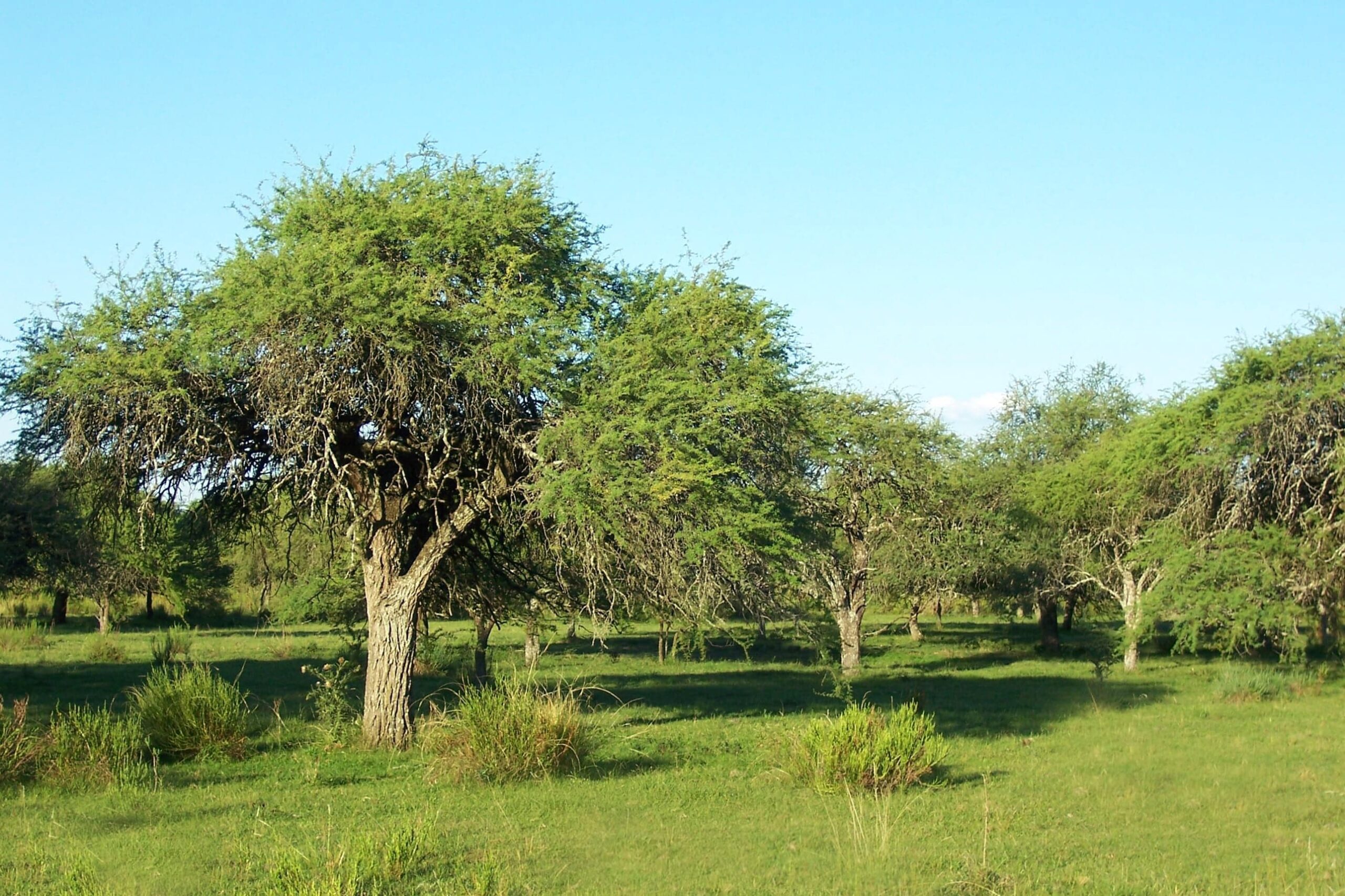 Proyecto Forestación Algarrobo Chaco 2